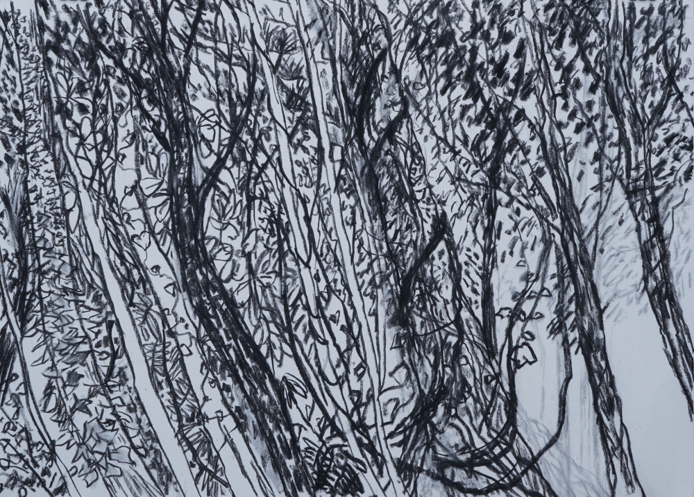 잃어버린 숲 77x 107cm charcoal on paper 2022